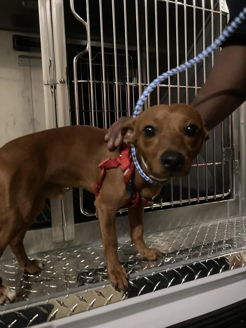 A young small-sized male Dachshund dog named Melo for adoption in Dallas, TX