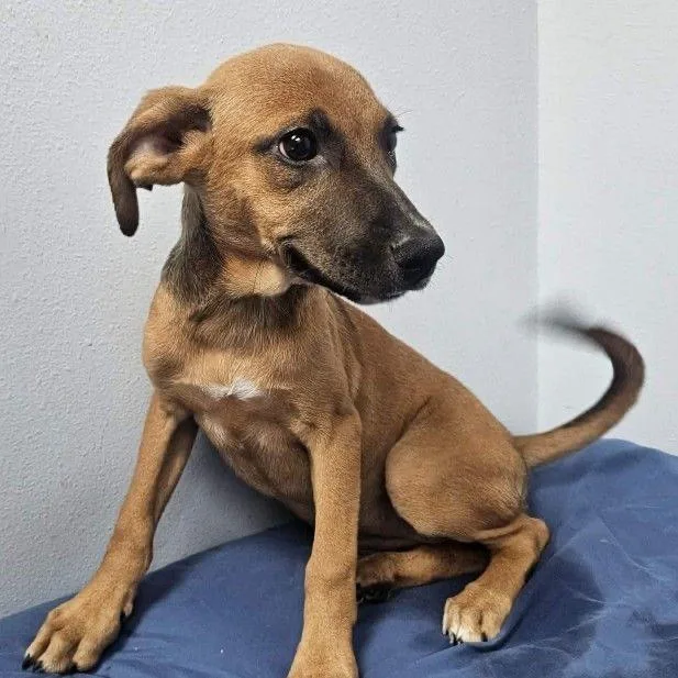 A baby small-sized female Yellow / Tan / Blond / Fawn Mixed Breed dog named Brooks for adoption in Buffalo, MN