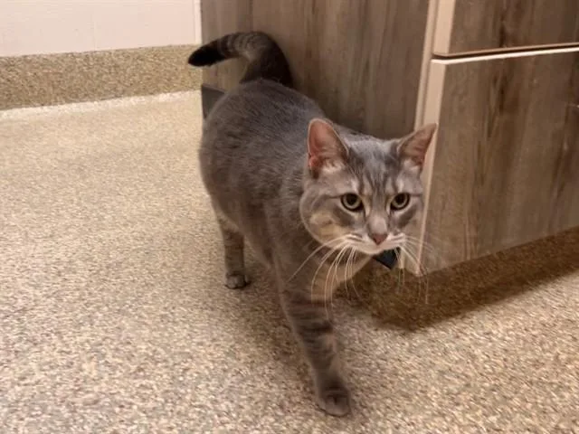 An adult medium-sized female Domestic Short Hair cat named Nadine for adoption in Colorado Springs, CO