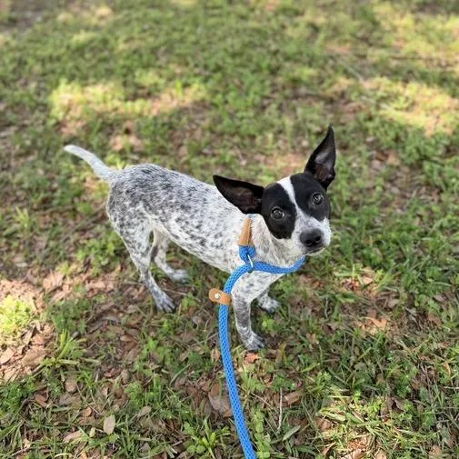 A young small-sized female Black Terrier dog named Debutante for adoption in Carencro, LA