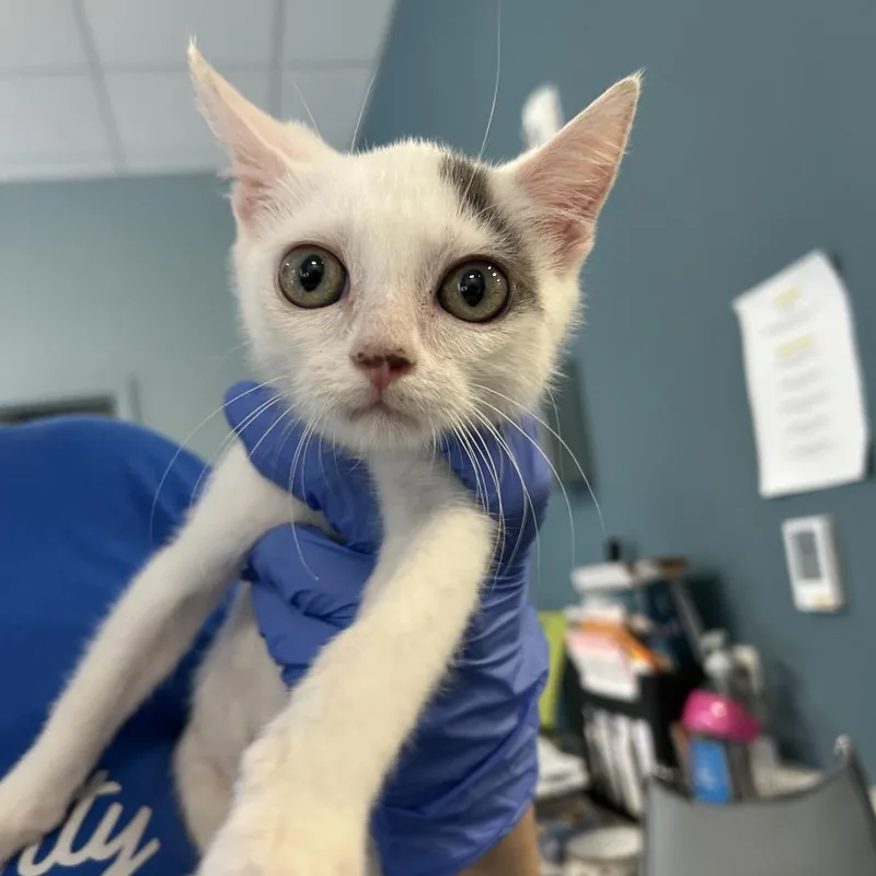 A baby small-sized male White Domestic Short Hair cat named Tover for adoption in Greensboro, NC