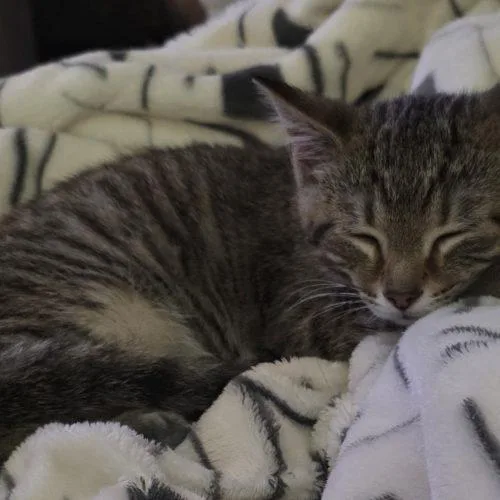A baby small-sized male Tabby (Brown / Chocolate) Domestic Short Hair cat named Fritz for adoption in Fishers, IN