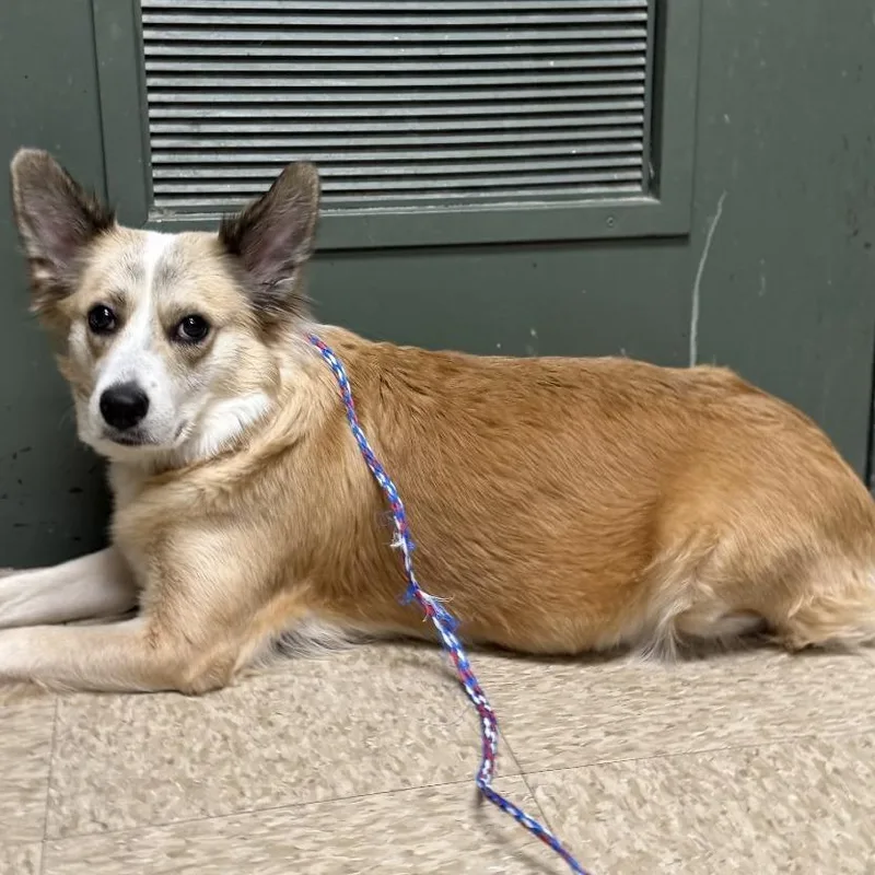 An adult medium-sized female Yellow / Tan / Blond / Fawn Corgi dog named Dog for adoption in Bullhead City, AZ