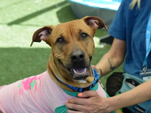 An adult large-sized female Mixed Breed dog named Gingerale for adoption in Ridgewood, NY