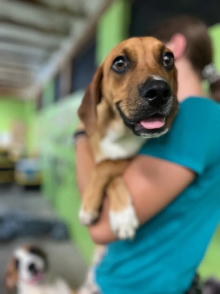 A baby medium-sized male Tricolor (Brown, Black, & White) Terrier dog named Pumbaa for adoption in Elmsford, NY