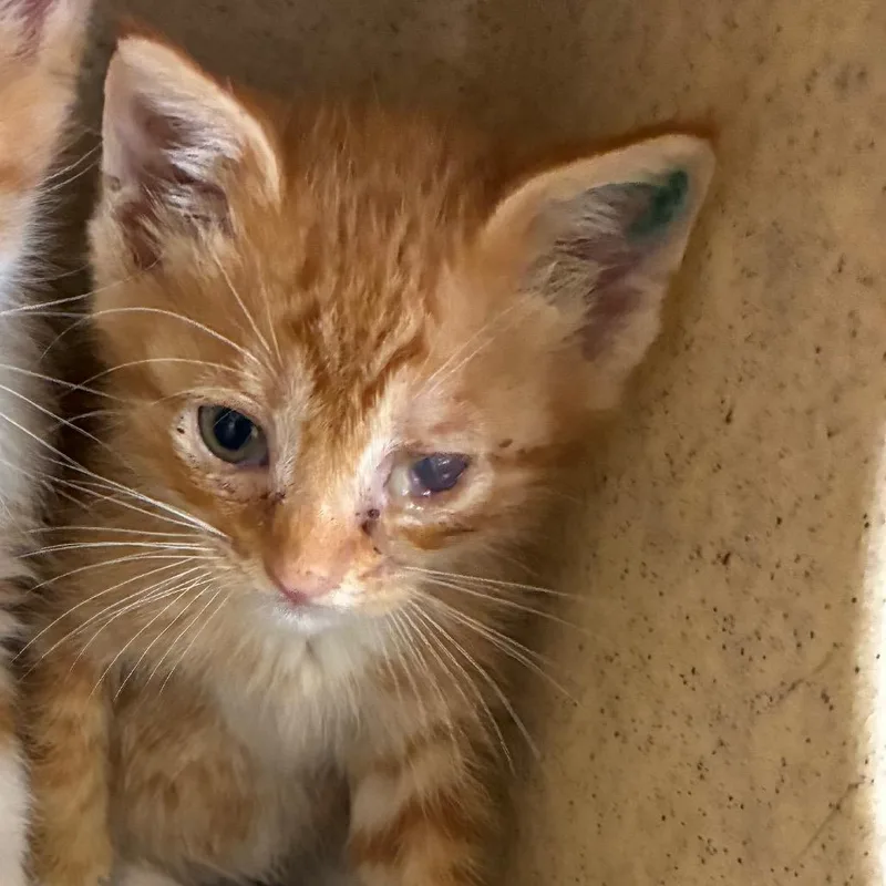 A baby small-sized male Orange / Red Domestic Short Hair cat named Morty for adoption in San Antonio, TX