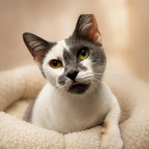 A young medium-sized female Gray & White Domestic Short Hair cat named Ladybird for adoption in Cranston, RI