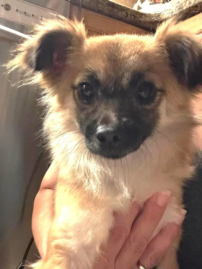 A young small-sized female Papillon dog named Lily Carlozzi for adoption in Saunderstown, RI