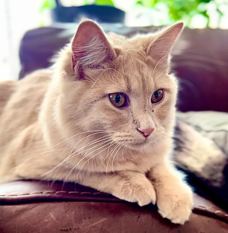 An adult medium-sized female Domestic Short Hair cat named Penny for adoption in Palmer, AK