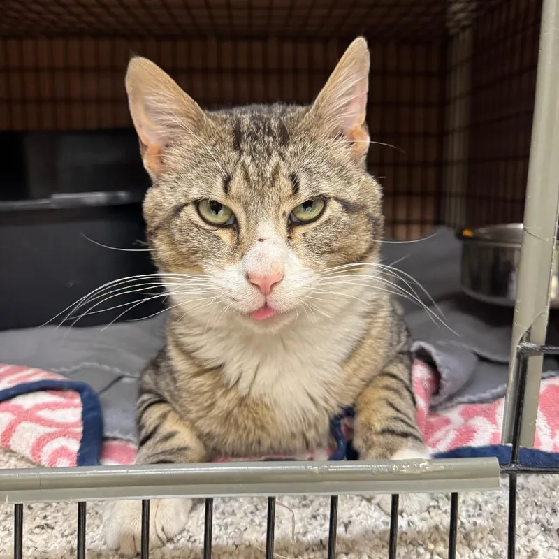 An adult large-sized male Brown / Chocolate Domestic Short Hair cat named Griffin for adoption in Milford, IA