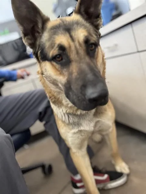 An adult large-sized male Mixed Breed dog named Mike for adoption in Dallas, TX
