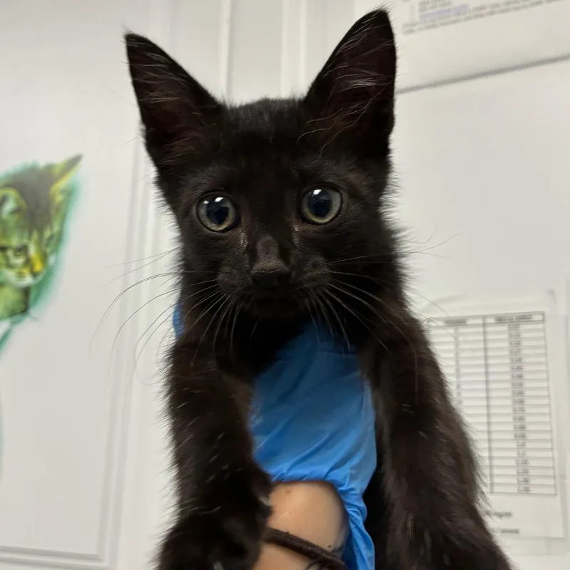 A baby small-sized female Domestic Short Hair cat named Marshmallow for adoption in Greenville, SC
