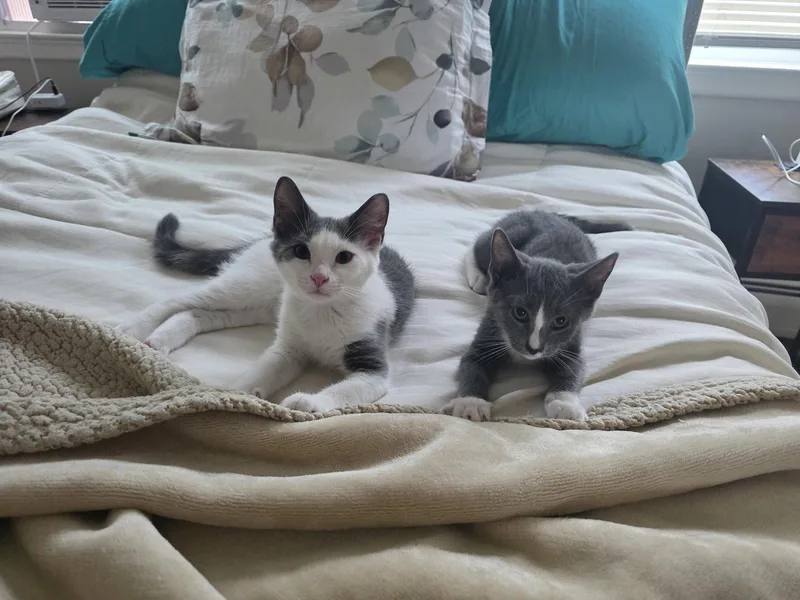 A baby medium-sized female Gray & White Domestic Short Hair cat named Billie Jean BONDED for adoption in Naugatuck, CT