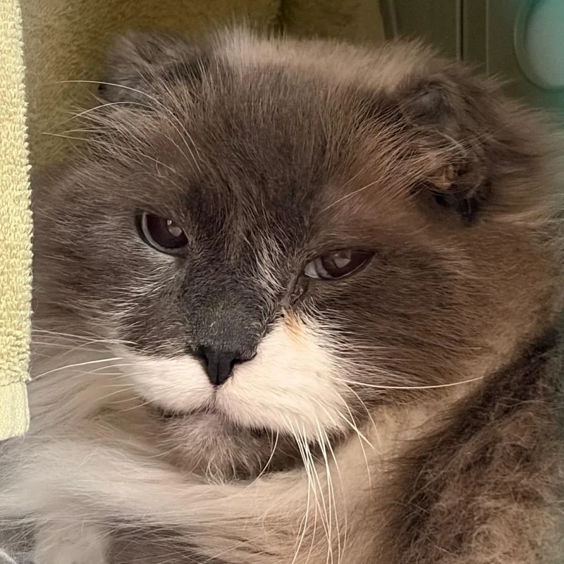 A senior large-sized male Gray / Blue / Silver Domestic Long Hair cat named Pat for adoption in Middletown, RI