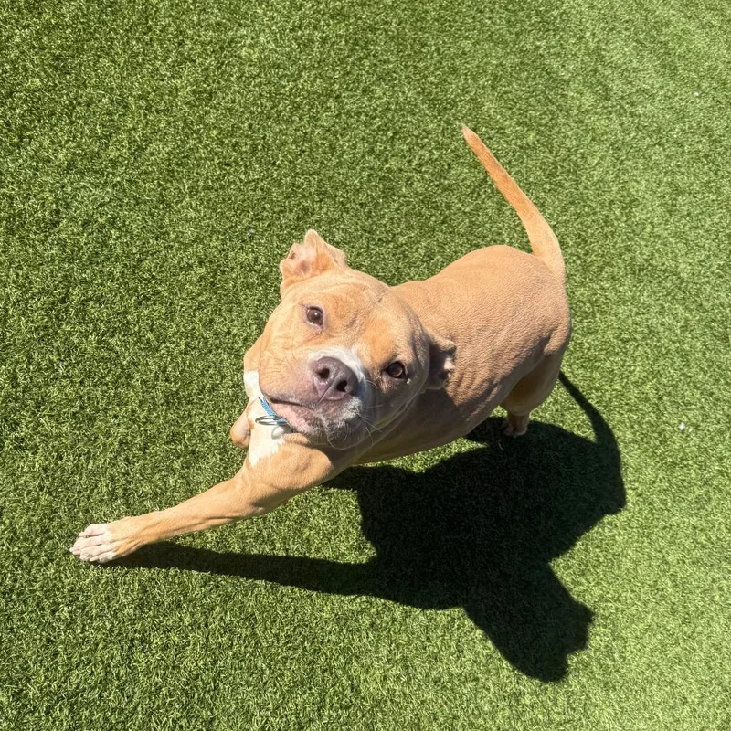 An adult large-sized female Mixed Breed dog named Princess Poppycock for adoption in Pittsburgh, PA