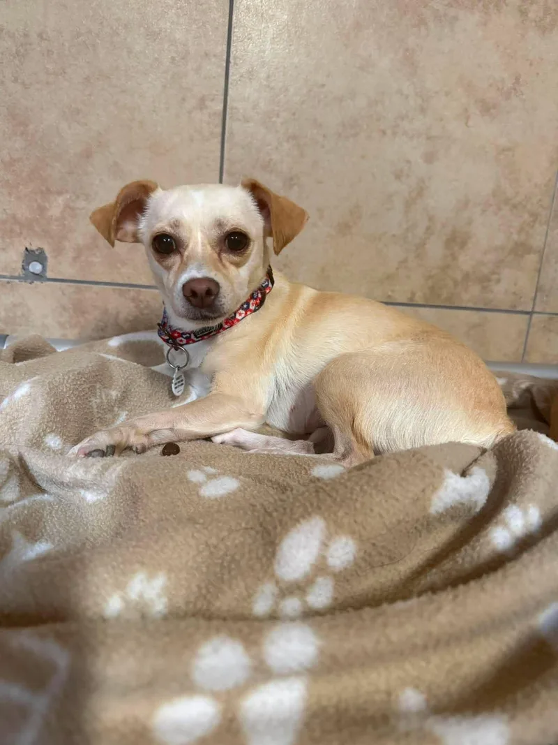 A young small-sized female Apricot / Beige Chihuahua dog named Josie for adoption in Phoenix, AZ