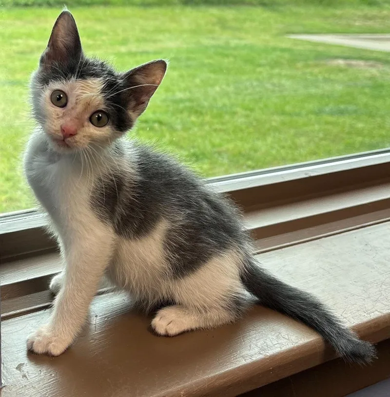 A baby medium-sized male Domestic Short Hair cat named Bill for adoption in Little Rock, AR