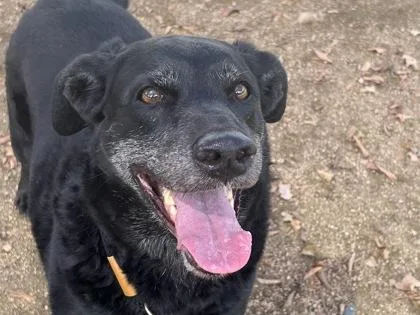 An adult large-sized female Black Mixed Breed dog named Nina for adoption in Georgetown, TX