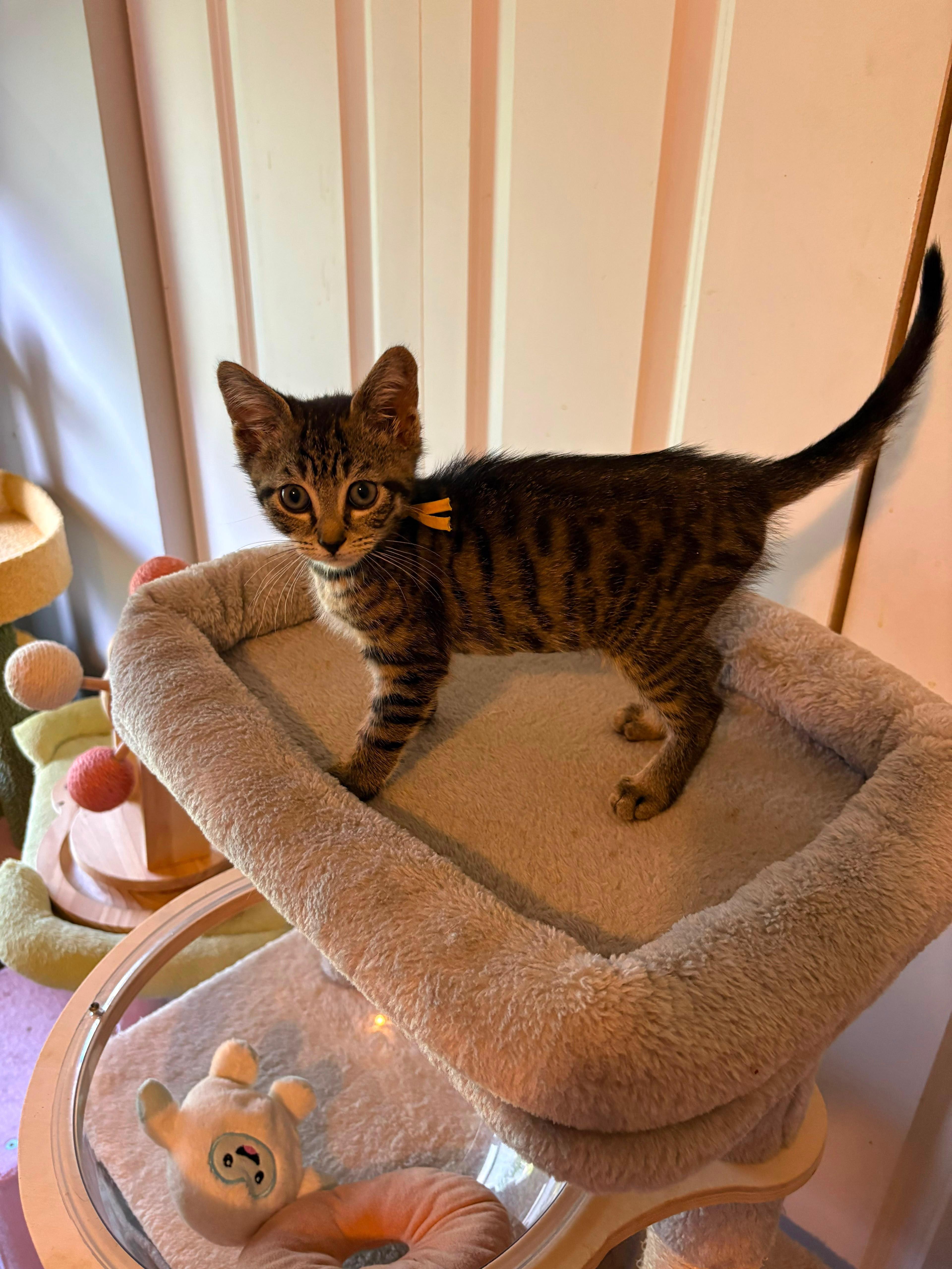 A baby medium-sized female Tabby (Brown / Chocolate) Domestic Short Hair cat named Sugarbee for adoption in Lauderhill, FL