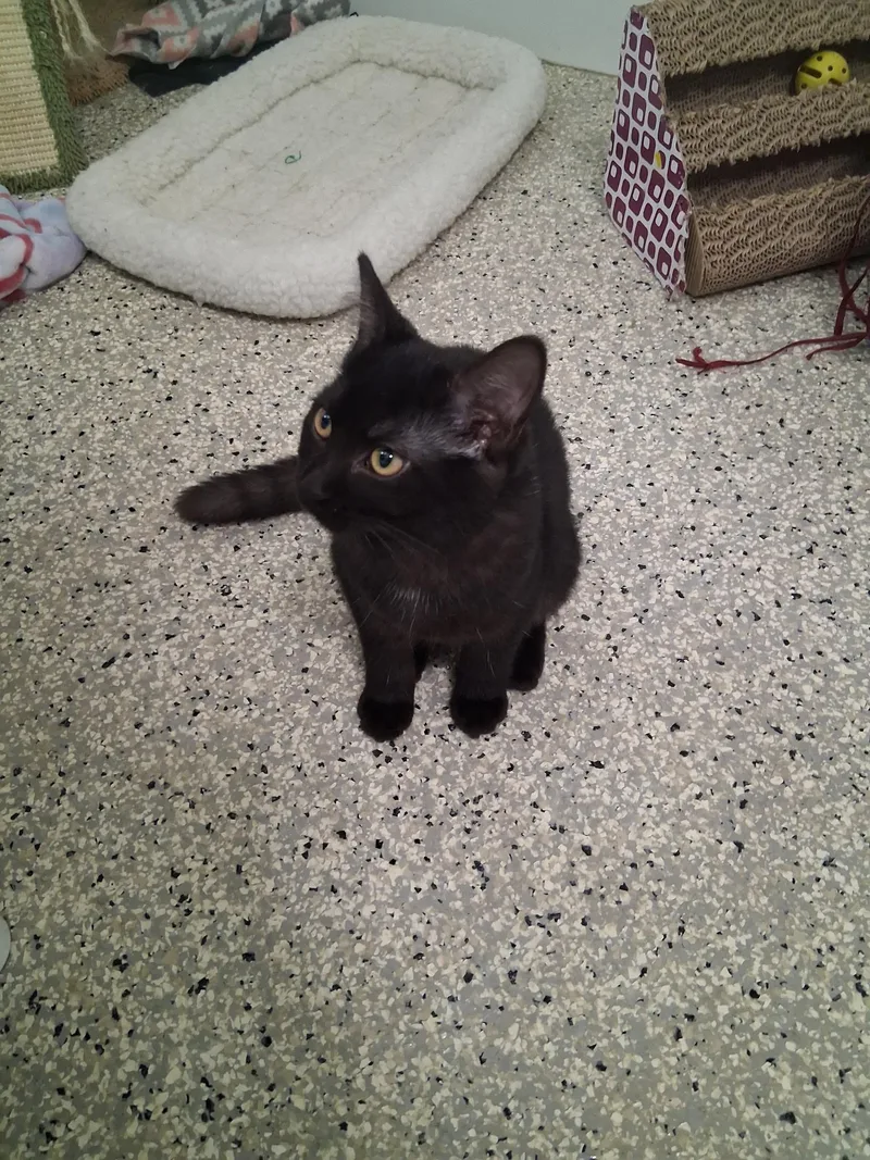 A young medium-sized female Black Domestic Short Hair cat named Mary for adoption in Lincoln, IL