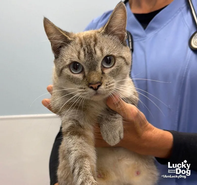 An adult medium-sized female Buff / Tan / Fawn Domestic Short Hair cat named Bridget for adoption in Washington, DC