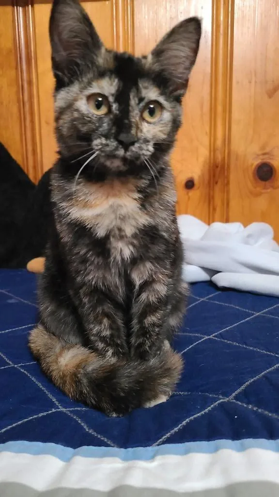 A baby small-sized female Domestic Short Hair cat named Tango for adoption in Kettering, OH