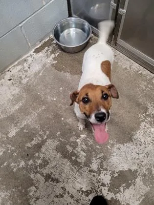 An adult medium-sized male White / Cream Jack Russell Terrier dog named Jax for adoption in Sacramento, CA