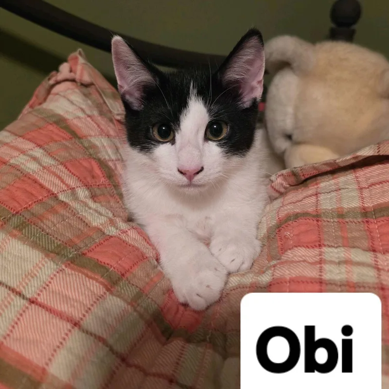 A baby medium-sized male Black & White / Tuxedo Domestic Short Hair cat named Obi...making Friends One Belly for adoption in Murfreesboro, TN