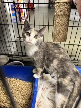 An adult small-sized female Domestic Short Hair cat named Godiva for adoption in Saint Anne, IL