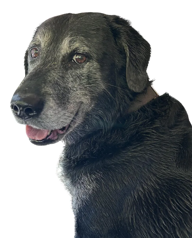 A senior large-sized male Black Labrador Retriever dog named Ozzy for adoption in Tyler Hill, PA
