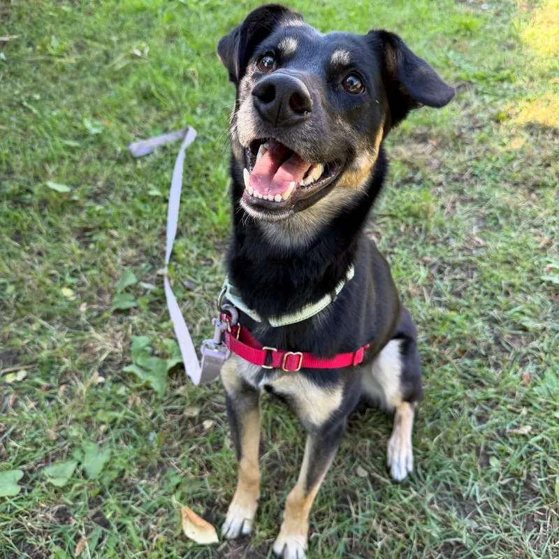 An adult medium-sized female Black Mixed Breed dog named Macy for adoption in Oshkosh, WI