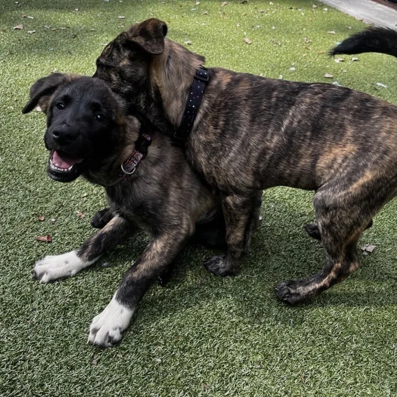A baby small-sized female Mixed Breed dog named Eep for adoption in South Burlington, VT
