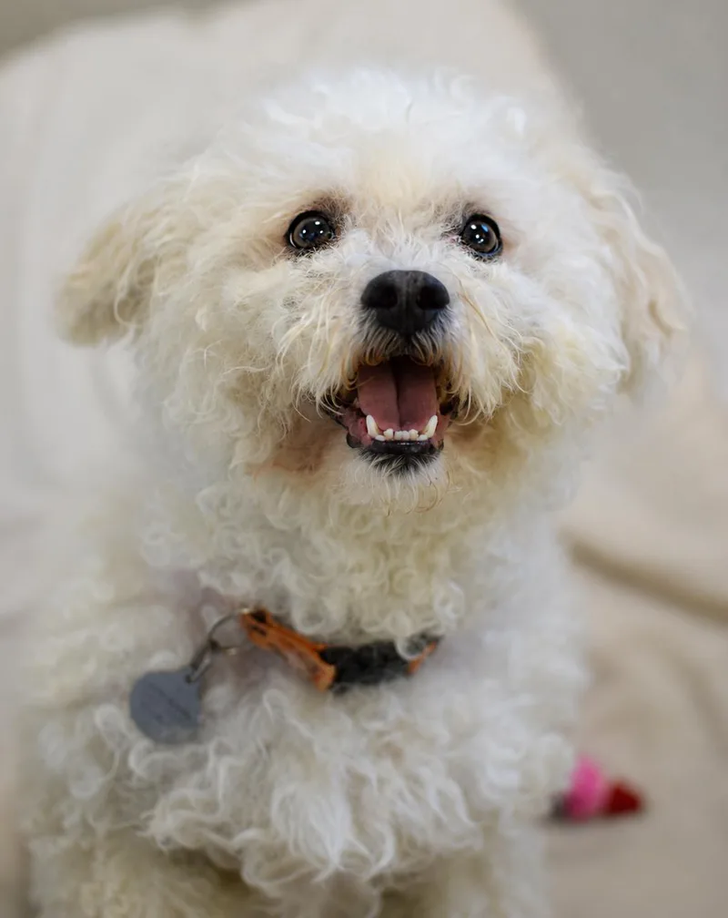 An adult small-sized male White / Cream Bichon Frise dog named Ziggy for adoption in Pontiac, MI