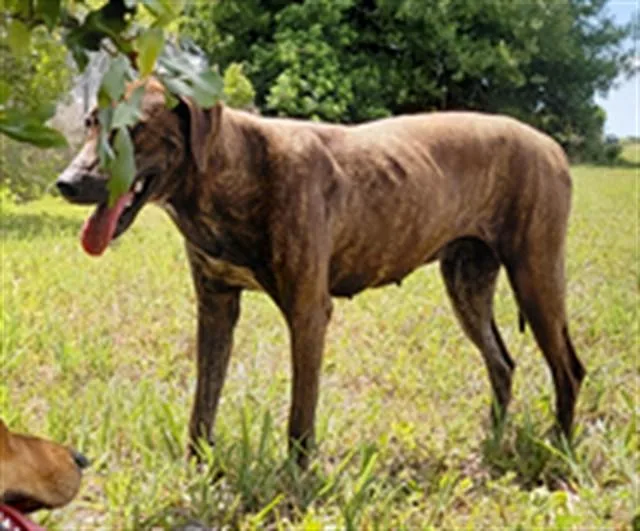 A young medium-sized female Mixed Breed dog named Twix for adoption in Saint Cloud, FL
