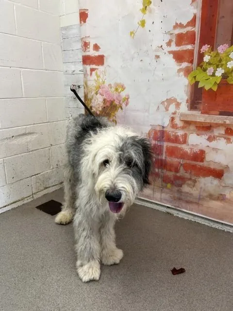 A young medium-sized male Old English Sheepdog dog named Oliver for adoption in San Bernardino, CA