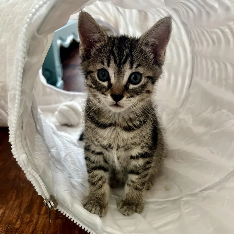 A baby small-sized female Gray / Blue / Silver Domestic Short Hair cat named Tullamore Dew for adoption in Juno Beach, FL