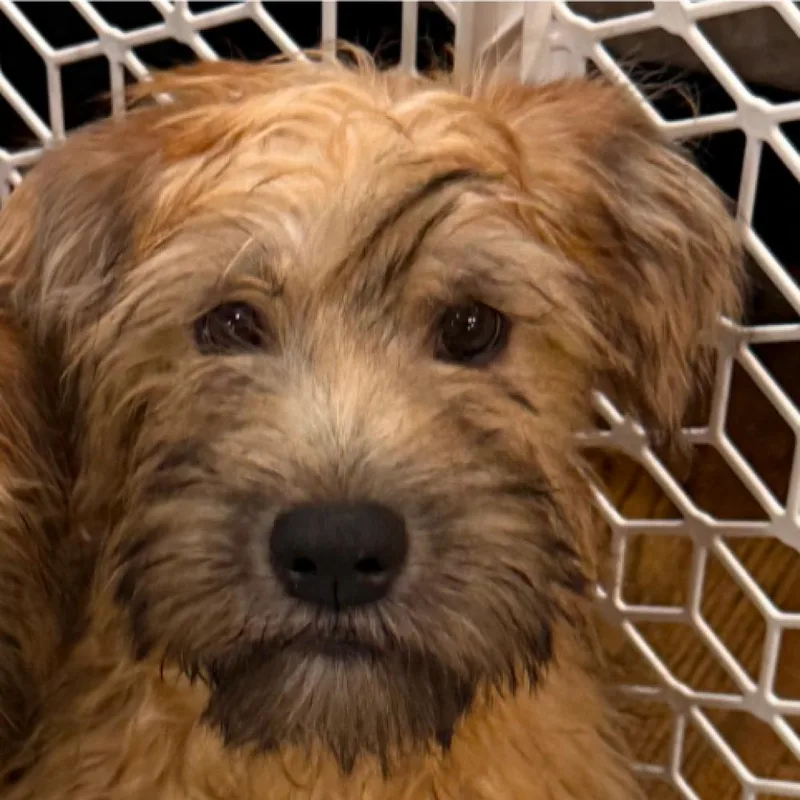 A baby small-sized male Wheaten Terrier dog named Augie for adoption in Twin lakes, WI