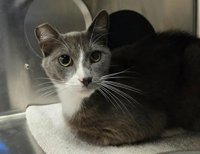 An adult medium-sized female Domestic Short Hair cat named Posey for adoption in Martinez, CA
