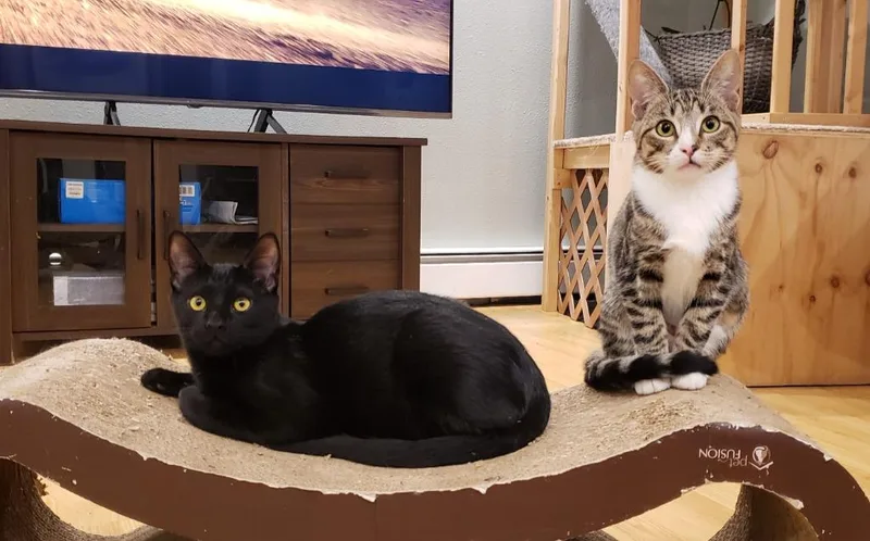 An adult medium-sized male Domestic Short Hair cat named Kaito now Finch for adoption in Palmer, AK