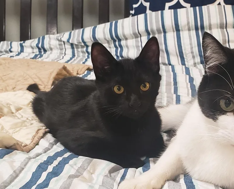 Kaito now Finch thumbnail 2