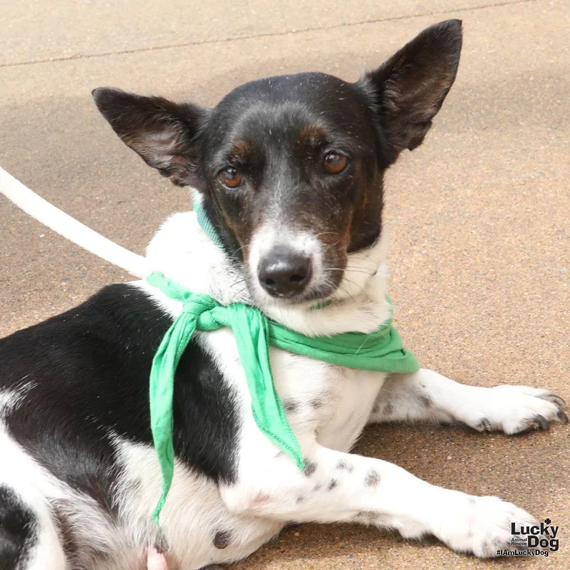 An adult small-sized female Terrier dog named Tulip for adoption in Washington, DC