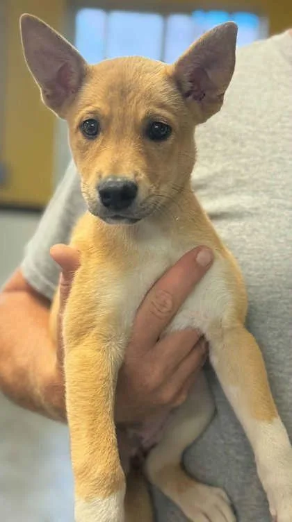 A young small-sized female Shepherd dog named Sophia for adoption in Bowling Green, KY