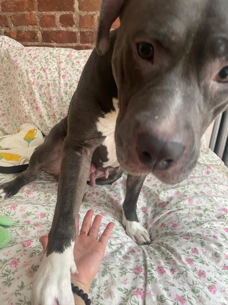 An adult large-sized female Gray / Blue / Silver Mixed Breed dog named Princess for adoption in Vassalboro, ME