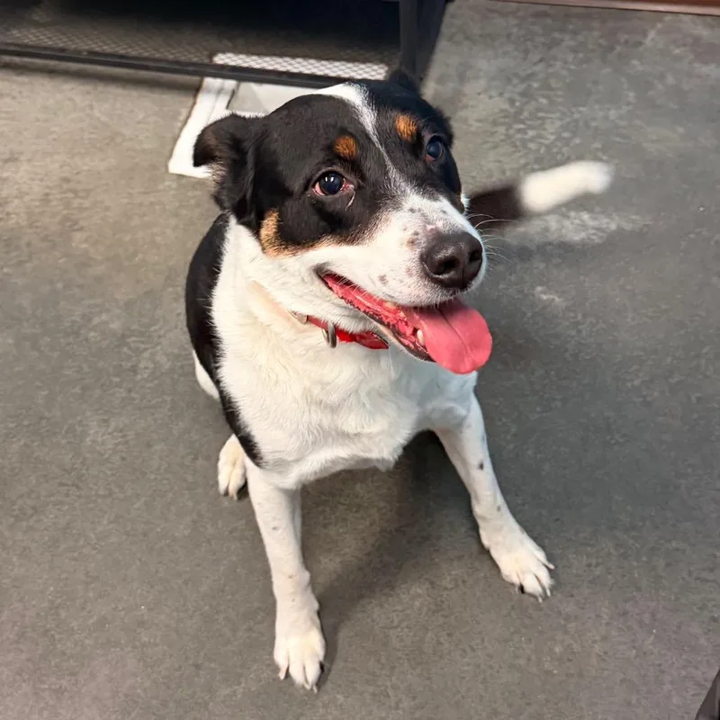 An adult medium-sized female White / Cream Border Collie dog named Quinn for adoption in Idaho Falls, ID