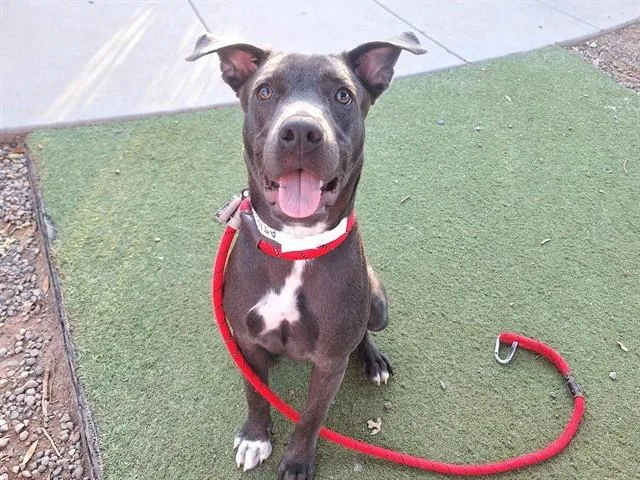 A young large-sized male Pit Bull Terrier dog named Hexagon for adoption in Phoenix, AZ