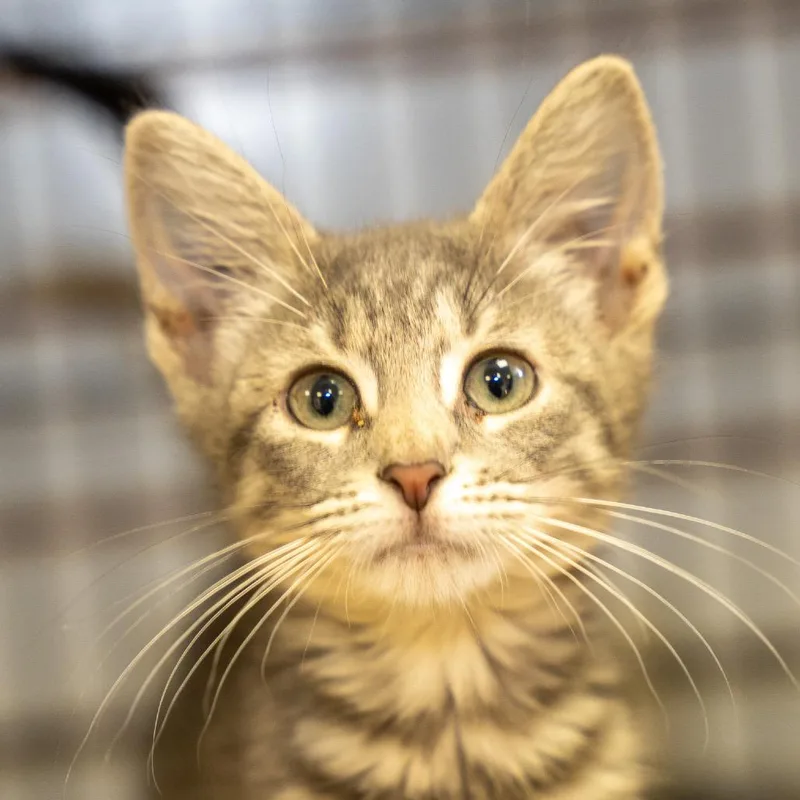 A baby small-sized male American Shorthair cat named Caelus for adoption in Pawling, NY