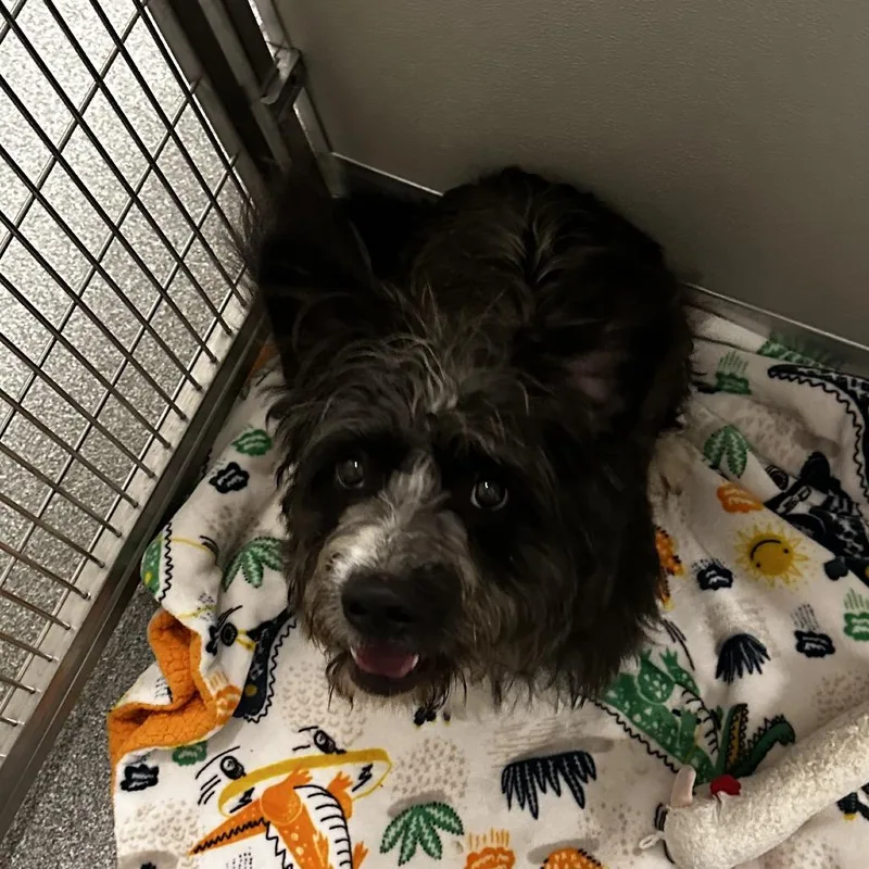A young small-sized male Black Mixed Breed dog named Cosmo for adoption in Hinsdale, IL
