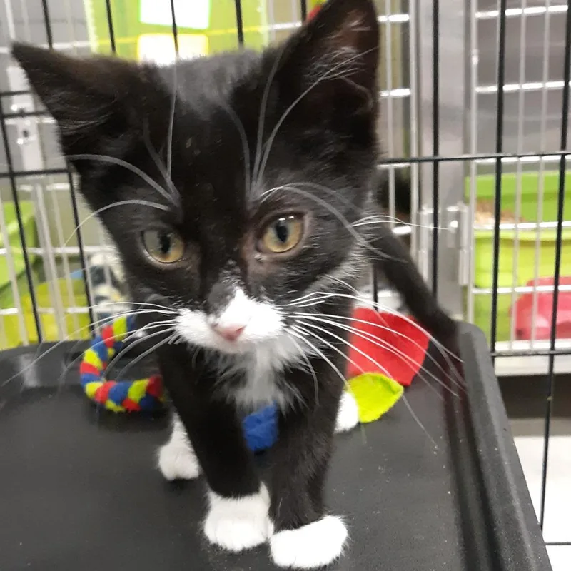 A baby small-sized female Black Domestic Short Hair cat named Shaggs for adoption in Spokane, WA