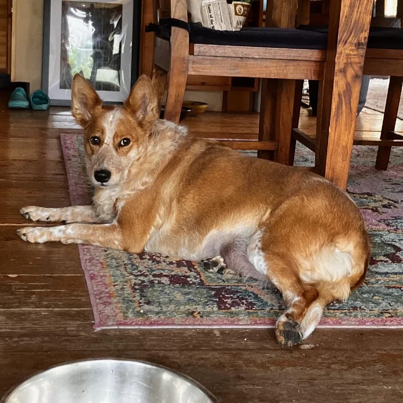 An adult medium-sized female Red / Chestnut / Orange Cattle Dog dog named Lil Bit for adoption in Bellingham, WA