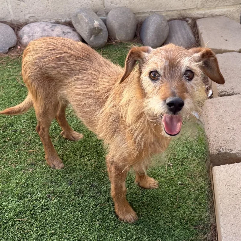 A senior small-sized male Yellow / Tan / Blond / Fawn Terrier dog named Jefferson for adoption in Las Vegas, NV